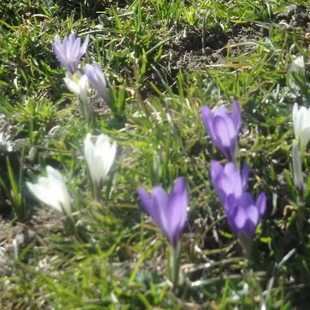 Pfurtschell Lejlighed