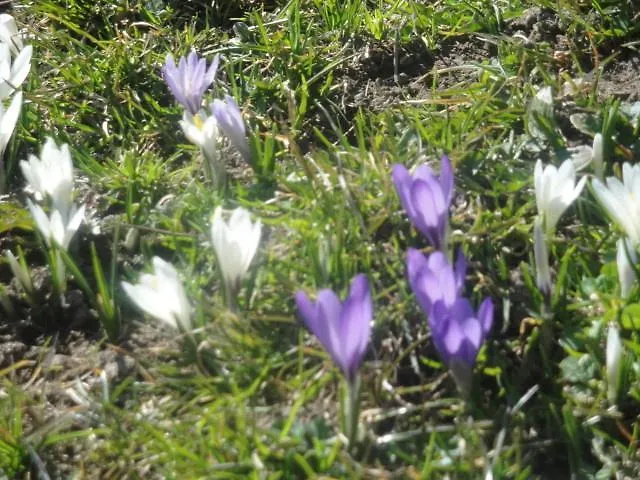 Pfurtschell 아파트