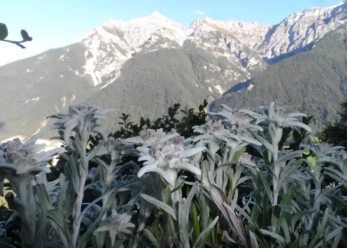 Pfurtschell * 노이스티프트임스튀바이탈