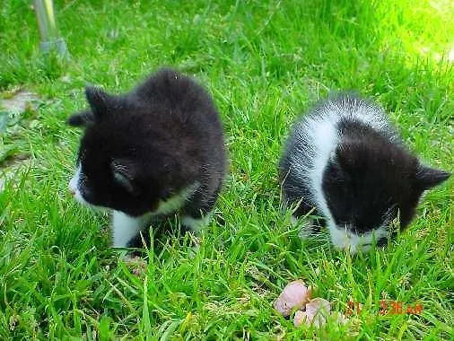 아파트 Pfurtschell 노이스티프트임스튀바이탈