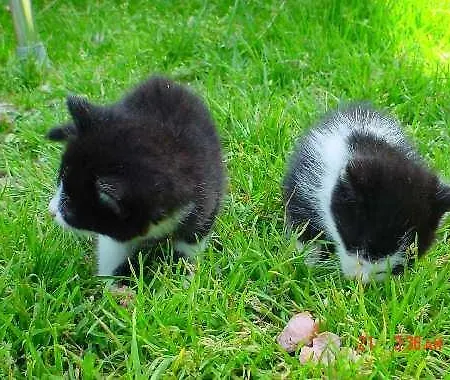 Apartment Pfurtschell Neustift im Stubaital